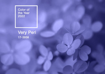 Close-up of hydrangea flowers colored in Very Peri, Pantone’s Color of the Year 2022