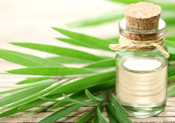 This essential oil is made from tea tree leaves.