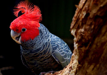A captivating, endangered male Gang-gang Cockatoo, a native Australian bird, with a bright red head