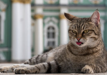 Tabby cat in the courtyard of the Winter Palace, St. Petersberg.