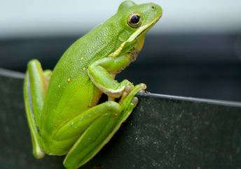 American Green Tree Frog.
