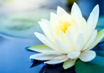 Serene like wu wei,  a white lotus flower floats on a pond.