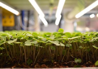 Upwards Farm's microgreens.
