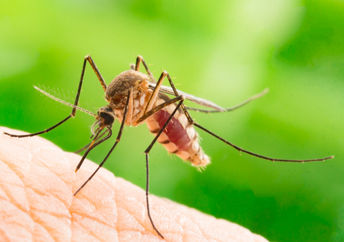 A mosquito about to strike.