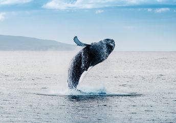 Whale jumping out of the waters off Iceland.