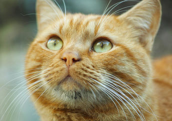 Close up of cute, green eyed ginger cat looking up.