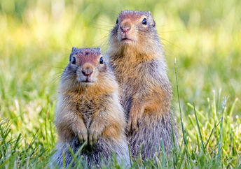 Cute ground squirrels.