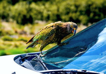 Cheeky Kea Parrot on a car on the road to  Milford Sound, New Zealand