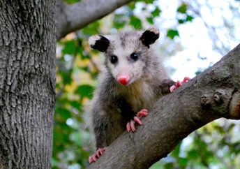 Cute American opossum in a tree.