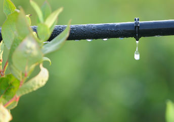 A drip irrigation system at work.
