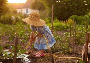 A little girl wearing a straw hat waters a vegetable garden.