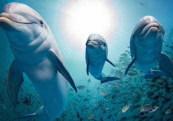 Dolphin family swimming on a reef.