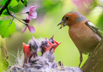 A male finch feeds its hungry chicks in a spring garden.