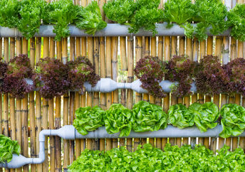 Growing vegetables in a vertical garden.