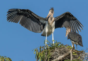Two nestlings of the Lesser Adjutants storks that will be protected in Nepal.