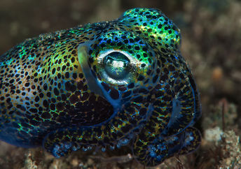 Colorful squid skin has inspired useful items