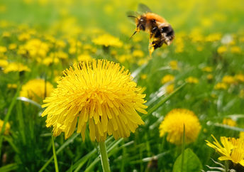 A bee is about to take pollen from a dandelion flower.