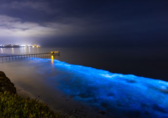 Bioluminescence at San Diego Coast.