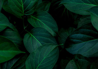 Leaves have their own music.