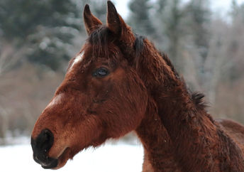 Representation  of a bay gelding thoroughbred.