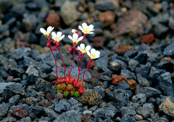 Small saxifrage flowers growing on a lava field in Iceland.