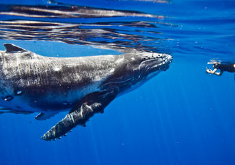 Humpback whale greeting human.