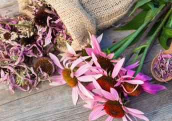 Echinacea is a medicinal herb with antiviral properties.