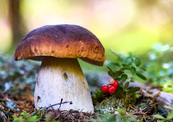 A mushroom in a forest.