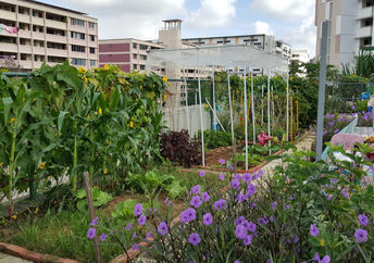 Food grown on an urban rooftop.