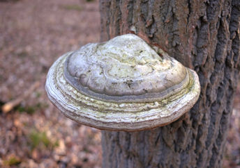 Agarikon mushrooms growing on a tree trunk.