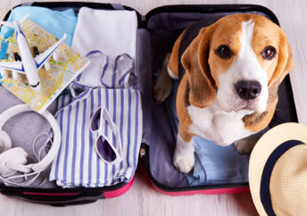 Don't leave pets behind when you go on vacation.