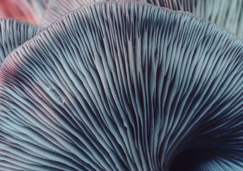 Close-up image of beautiful bunch mushrooms.