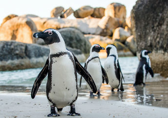 Cute penguins.