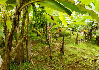 Banana tree in a food forest.