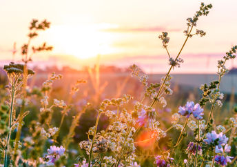 Wildflowers in a meadow at sunset.