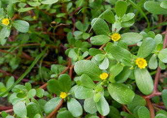 This common weed could be the solution to climate change.