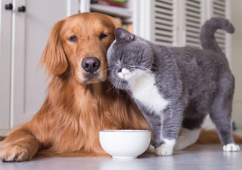 There's a lot to be learned from your pets.