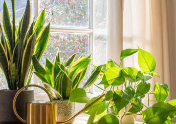 Houseplants can clean the air in your home.