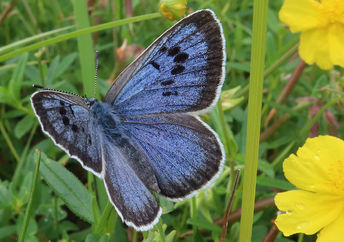 Large blue butterfly is basking among Rockrose in a new colony.