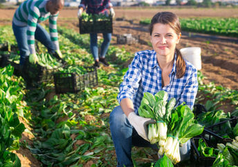 A team of volunteers glean fresh chard from the field.