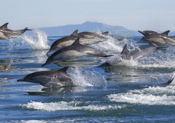 Dolphins Stampede through the Water.