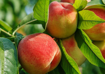 Ripe peaches that are ready to be picked.