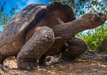 Galapagos Tortoise.