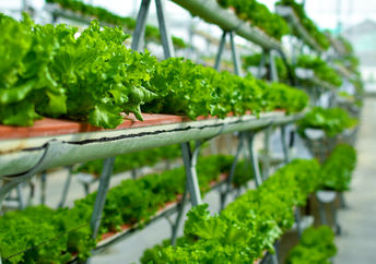 Vertical farming systems.