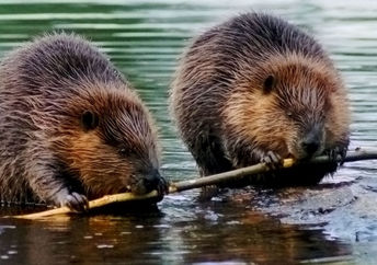 Beaver dams are good for the environment.
