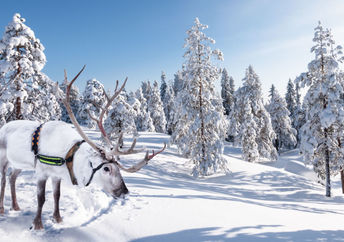 White reindeer are very rare in European herds.