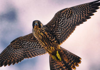 A Peregrine falcon in flight.
