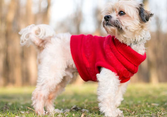 Shih Tzu dog wearing a warm sweater.