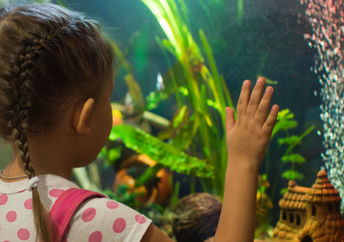 Girl watching fish swim in a  home aquarium.
