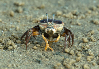 the inspiration for the new vision system came from the fiddler crab.